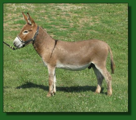 The Elms Red Hot Wind