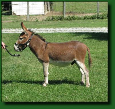 The Elms Red Fission