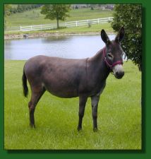 Windswept Farm Sweet Virginia Breeze = Lot #44