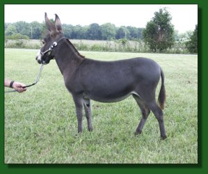 Lot #2 ~ Half Ass Acres American Beaut