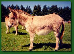 HCFMiss Avery Pinkston - Lot #7