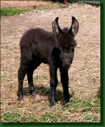 The Elms Black Pepper