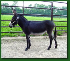 Lot #30 ~ Parkside Blackberry  Jammin'