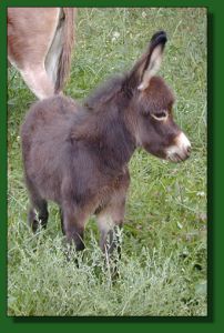 Click photo of miniature donkey to enlarge image