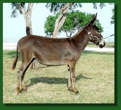 Brayers Are Us Li'l Miss Margarita - Lot #22