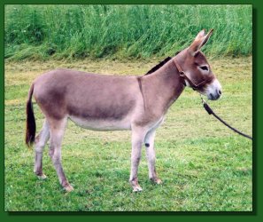 Lot # 7 ~ Bunker Hill Lady in Red