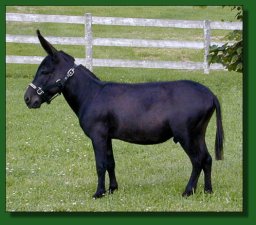 EA Dr. Chaboom - black miniature donkey herd sire