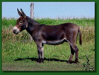 Lot 15 ~ Coffman's Danny de Valintino