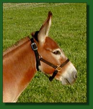 758's DiDi, dark sorrel/red miniature donkey herd sire