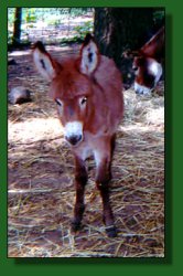 Lot #24 ~ Feather Ridge's Harvest Moon & Red Bandana