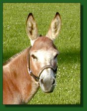 MGF Fiftyfire, sorrel miniature donkey jack 