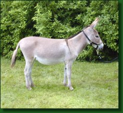 Windcrest Raspberry Fizz - Lot #48