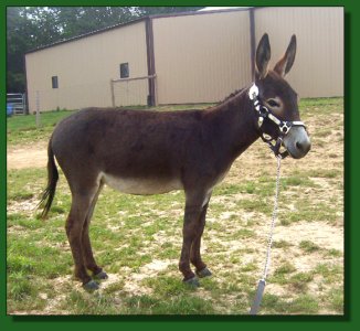 GAF Black Beauty ~ Lot #32