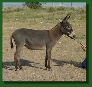 GJR Lil Glory ~ Lot #25