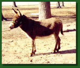 Heavenly Autumn - Lot #17