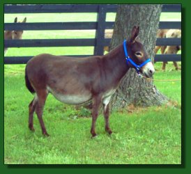 Lot 36 ~ Heavenly Petula