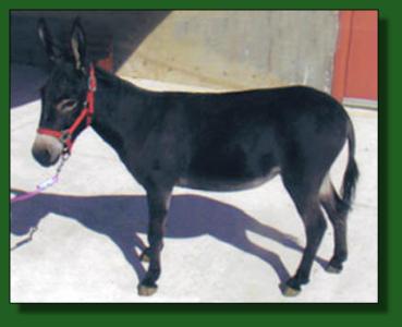 Hill's Haven Koko ~ Lot #16