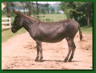 Lot #26 ~ Perfection's Itsy Bitsy Blossom