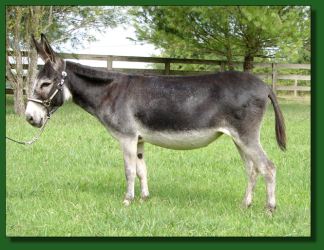 Lot # 47 ~ Windcrest Katie