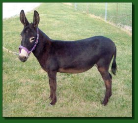 Lot #45 ~ LER Miss Hospitality