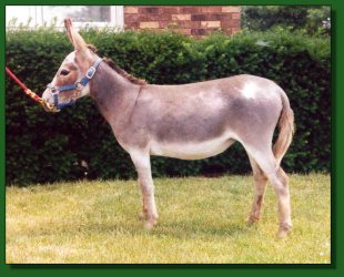 Lot #31 ~ Lyons Bros. Little Lena