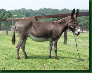 Lot #29 ~ Pine Grove Farm's Lollipop