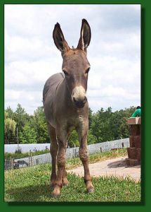Merry-Go-Round's Soulene & her jennet foal, Bunnie