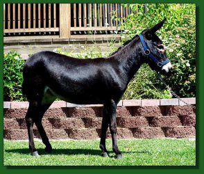 Lot #23 ~ Merry-Go-Round's Nighten Gale