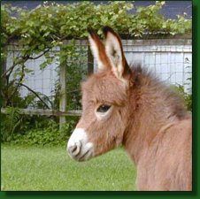 The Elms Fifty's Mom Cherie