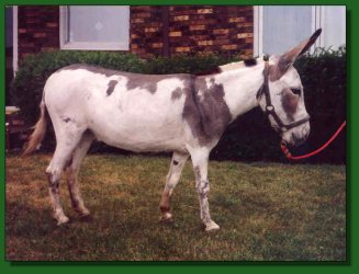 Lot #56 ~ Lyons Bros. Morning Glory