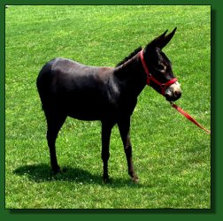 Lot #18 ~ Merry-Go-Round's Morticia