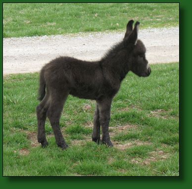 The Elms Mr. Minibrays