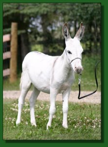 Perfection's Snow Me ~  Lot #27