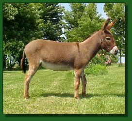 Lot 39 ~ Ravenwood Misty Dawn