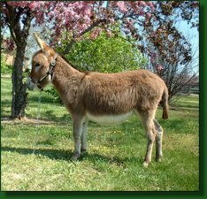 Rearview's Red Dutchess - Lot #28