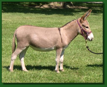 The Elms Rose Chiffon ~ Lot #3