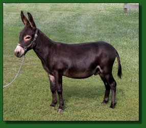 Lot #11 ~ Sunset Acres Russian Blue