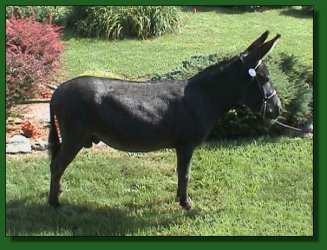 Lot #7 ~ Southern Mountain Horse Company's Bo