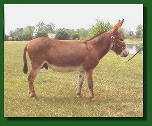 My World Santana, dark red (sorrel) miniature donkey herd sire
