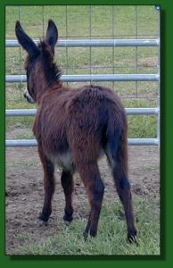 The Elms Shining Black Knight