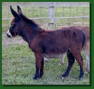 The Elms Shining Black Knight