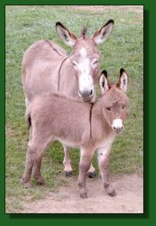 The Elms Sweet N Tangy