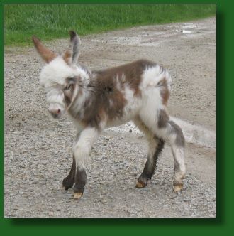 The Elms Telly's Tale