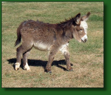 The Elms Tequila Two Step