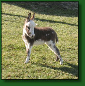 The Elms Dottie's Valentine