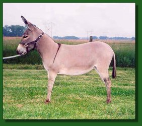 Lot #53 ~ West Prairie Alley