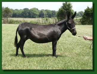 Lot #27 ~ MGF Venus X-Phile 600