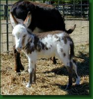 Moonlight Serenade, spotted donkey jennet foal